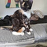 animal, animal_art, bed, bedding, bedroom, black_fur, calico_cat, cat, cozy, ears, indoors, kitten, orange_fur, pet, portrait, sitting, whiskers, white_fur, white_paws, yellow_eyes