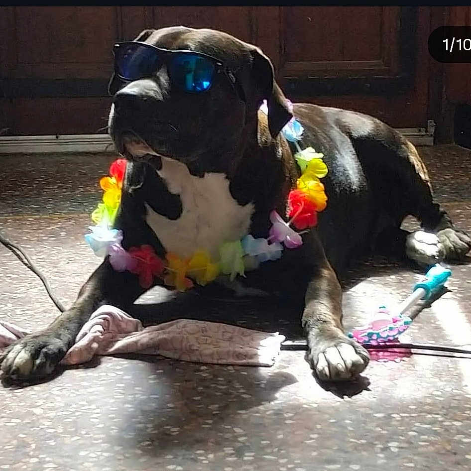 Jaya a rejoint le concours — aidez-le/la à gagner de superbes lots ! dog, sunglasses, flower_lei, toy, indoor, floor, black_dog, relaxed, lying_down, sunlight, shadow, accessory, pet, animal, cool, colorful, decorative, casual, leisure, fun