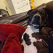 Jaya participe au concours pour gagner de l'argent avec cette photo : dog, brown_couch, red_cushions, indoor, furniture, fan, dresser, home, pet, relaxed, canine, black_and_white_dog, living_room, resting, comfortable, domestic, animal, portrait, close_up, casual