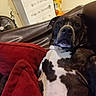 dog, brown_couch, red_cushions, indoor, furniture, fan, dresser, home, pet, relaxed, canine, black_and_white_dog, living_room, resting, comfortable, domestic, animal, portrait, close_up, casual