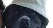 Jaya participe au concours pour gagner de l'argent avec cette photo : animal, black_dog, bucket_hat, canine, car_interior, close_up, companion, cute, dog, domestic_animal, face, friend, happy, hat, indoor, mammal, pet, portrait, smiling, tongue_out