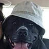 Jaya participe au concours pour gagner de l'argent avec cette photo : dog, black_dog, bucket_hat, tongue_out, pet, animal, car_interior, happy, smiling, canine, close_up, indoor, cute, face, hat, domestic_animal, mammal, companion, friend, portrait