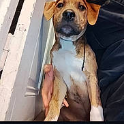 Rafal a rejoint le concours — aidez-le/la à gagner de superbes lots ! dog, puppy, pet, brown, white, sitting, indoors, person, hand, hoodie, door, wall, calm, looking, curious, portrait, animal, companion, cute, young