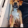 dog, puppy, pet, brown, white, sitting, indoors, person, hand, hoodie, door, wall, calm, looking, curious, portrait, animal, companion, cute, young