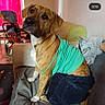 dog, clothing, shirt, shorts, couch, indoor, pet, brown_dog, cat, stroller, blanket, furniture, curtain, floor, playful, animal, seated, cozy, room, domestic