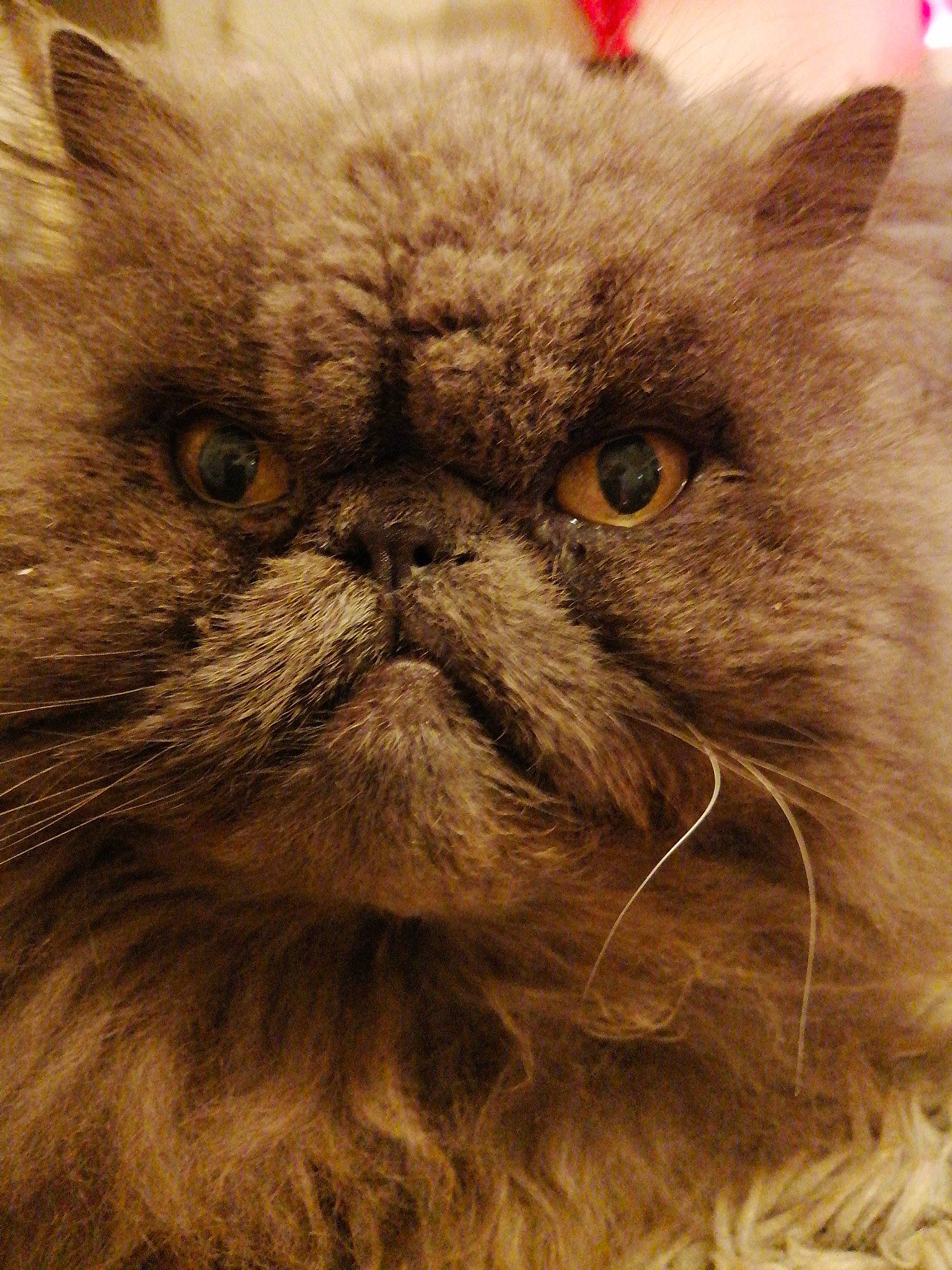 Karouso participe au concours pour gagner de l'argent avec cette photo : carnivore, cat, comfort, eye, fawn, felidae, fur, iris, mirror, small_to_medium_sized_cats, snout, terrestrial_animal, whiskers, working_animal, wrinkle