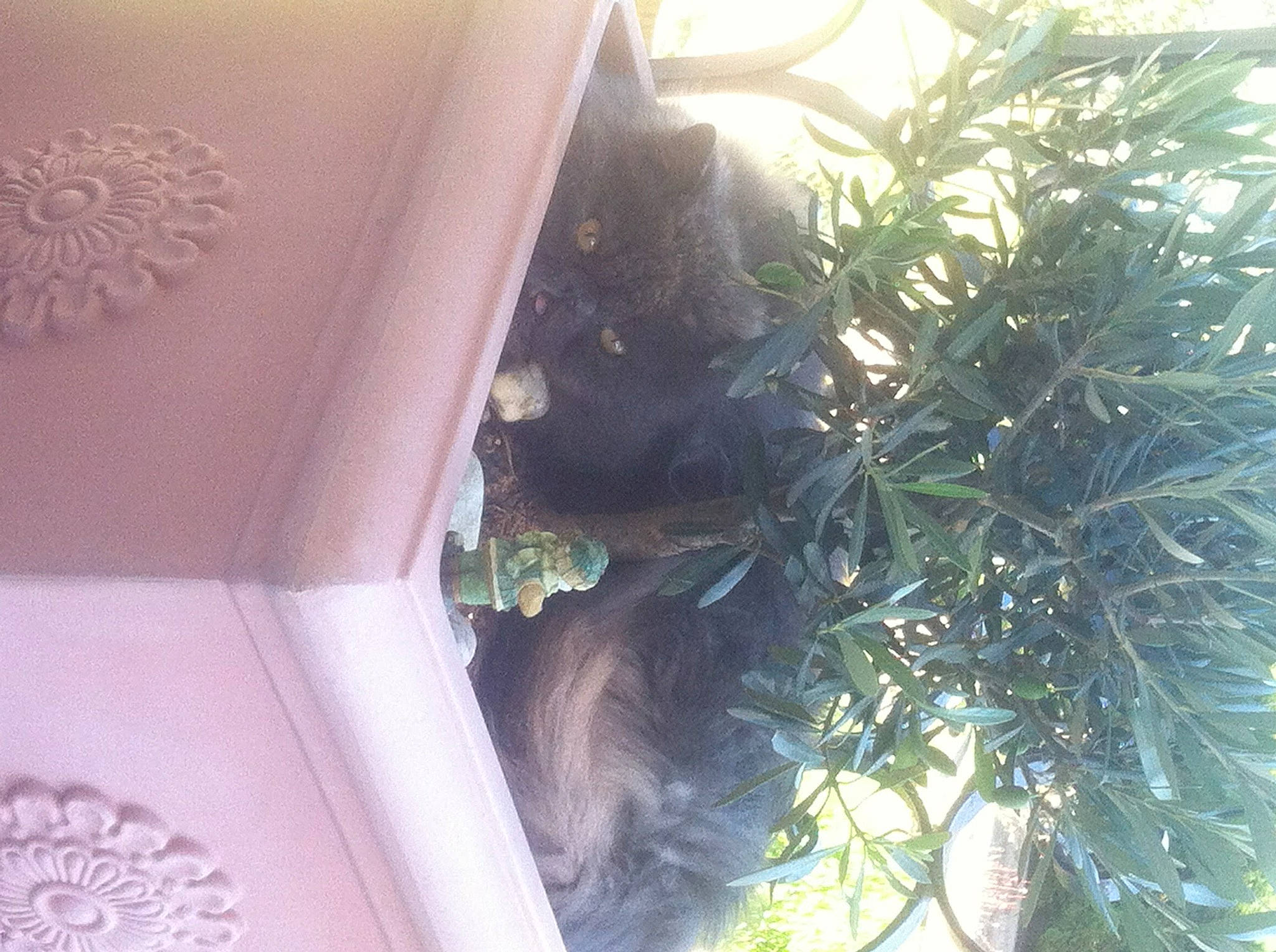 Karouso a rejoint le concours — aidez-le/la à gagner de superbes lots ! grass, leaf, light, pattern, peach, plant, terrestrial_plant, tints_and_shades, vehicle_door, window, wood