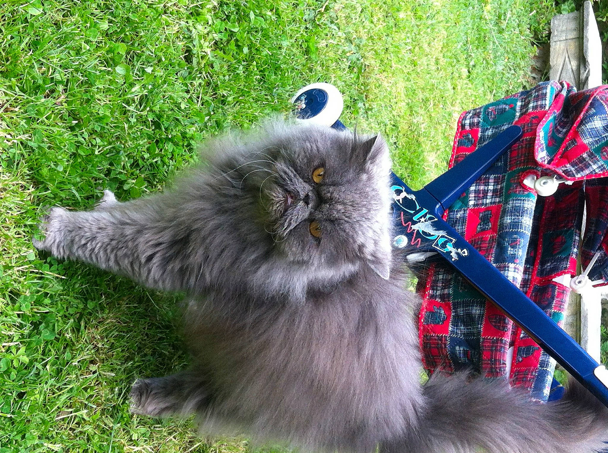 Karouso participe au concours pour gagner de l'argent avec cette photo : british_longhair, canidae, carnivore, cat, claw, domestic_short_haired_cat, event, fawn, felidae, fur, grass, groundcover, maine_coon, paw, plant, small_to_medium_sized_cats, snout, tail, terrestrial_animal, whiskers