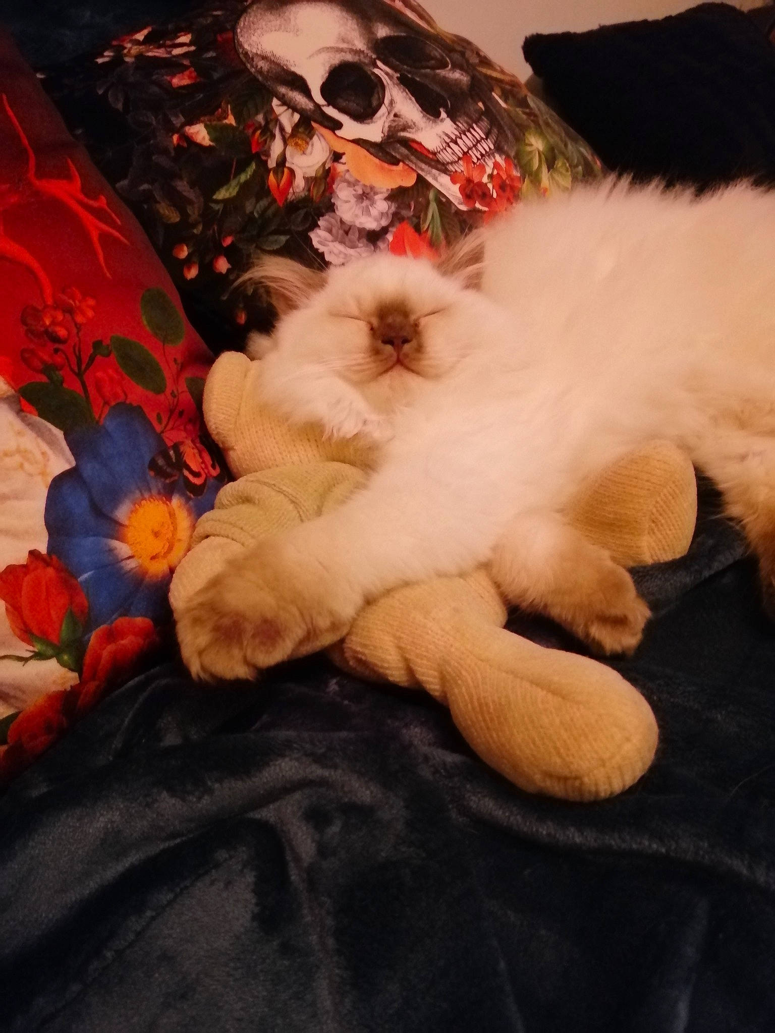 Truffe a rejoint le concours — aidez-le/la à gagner de superbes lots ! canidae, carnivore, cat, comfort, companion_dog, dog_breed, fawn, felidae, fur, linens, pattern, paw, petal, small_to_medium_sized_cats, snout, spitz, sporting_group, sunglasses, tail, whiskers