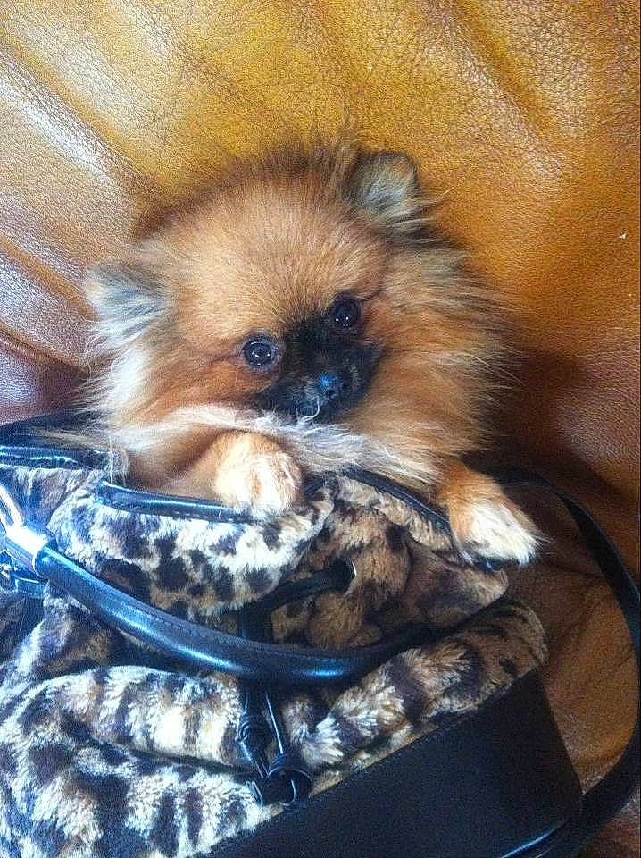 Grenadine a rejoint le concours — aidez-le/la à gagner de superbes lots !