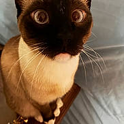 Jasper joined the competition — help win amazing prizes! cat, siamese_cat, whiskers, close_up, pet, animal, fur, ears, eyes, sitting, wood, indoor, curious, face, mammal, domestic_animal, feline, portrait, soft_light, background