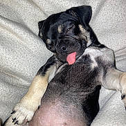 Mollyann joined the competition — help win amazing prizes! puppy, dog, sleeping, tongue_out, blanket, cozy, cute, pet, fur, paw, animal, relaxed, indoor, adorable, young, snout, black_and_tan, napping, resting, soft