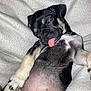 puppy, dog, sleeping, tongue_out, blanket, cozy, cute, pet, fur, paw, animal, relaxed, indoor, adorable, young, snout, black_and_tan, napping, resting, soft