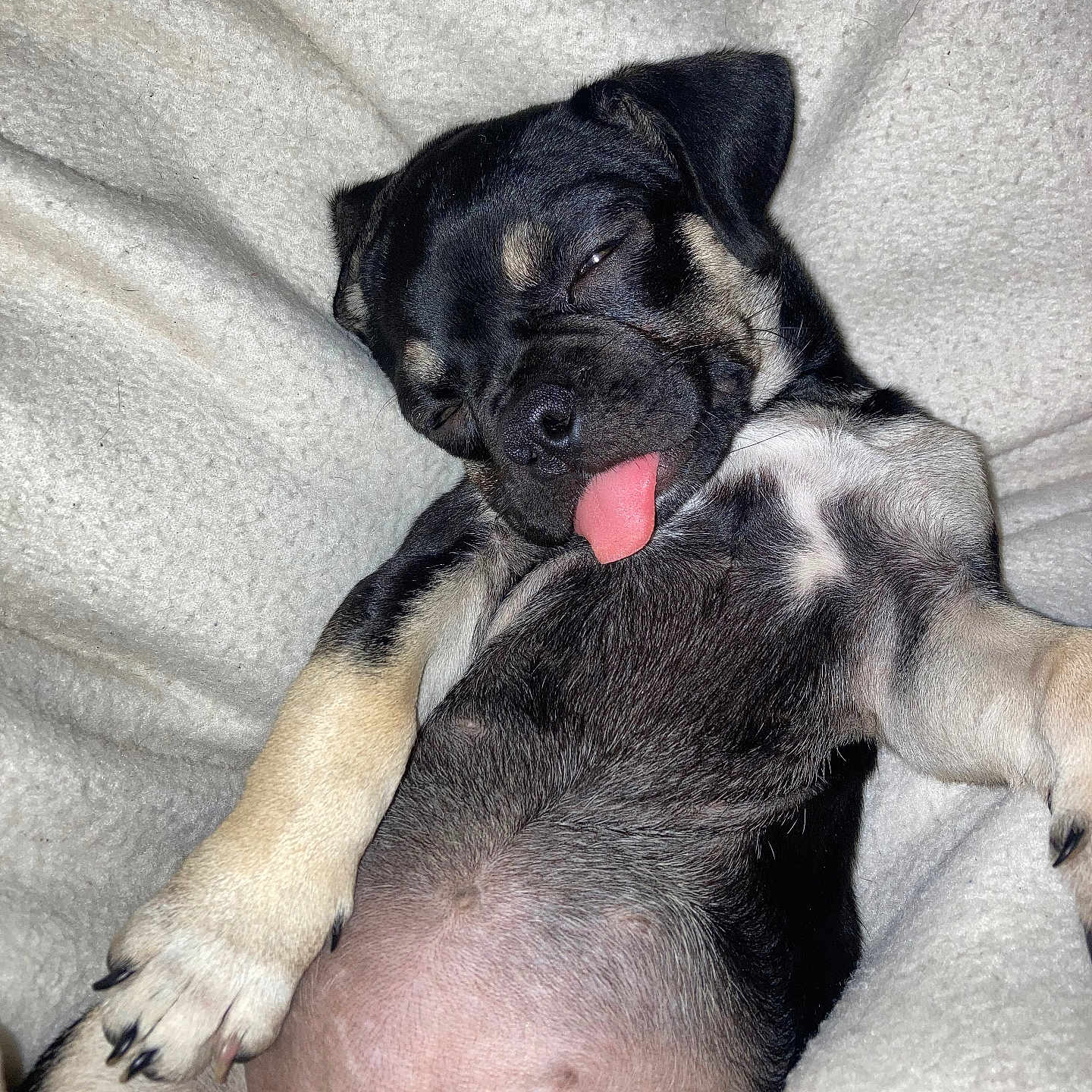 Mollyann joined the competition — help win amazing prizes! adorable, animal, black_and_tan, blanket, cozy, cute, dog, fur, indoor, napping, paw, pet, puppy, relaxed, resting, sleeping, snout, soft, tongue_out, young
