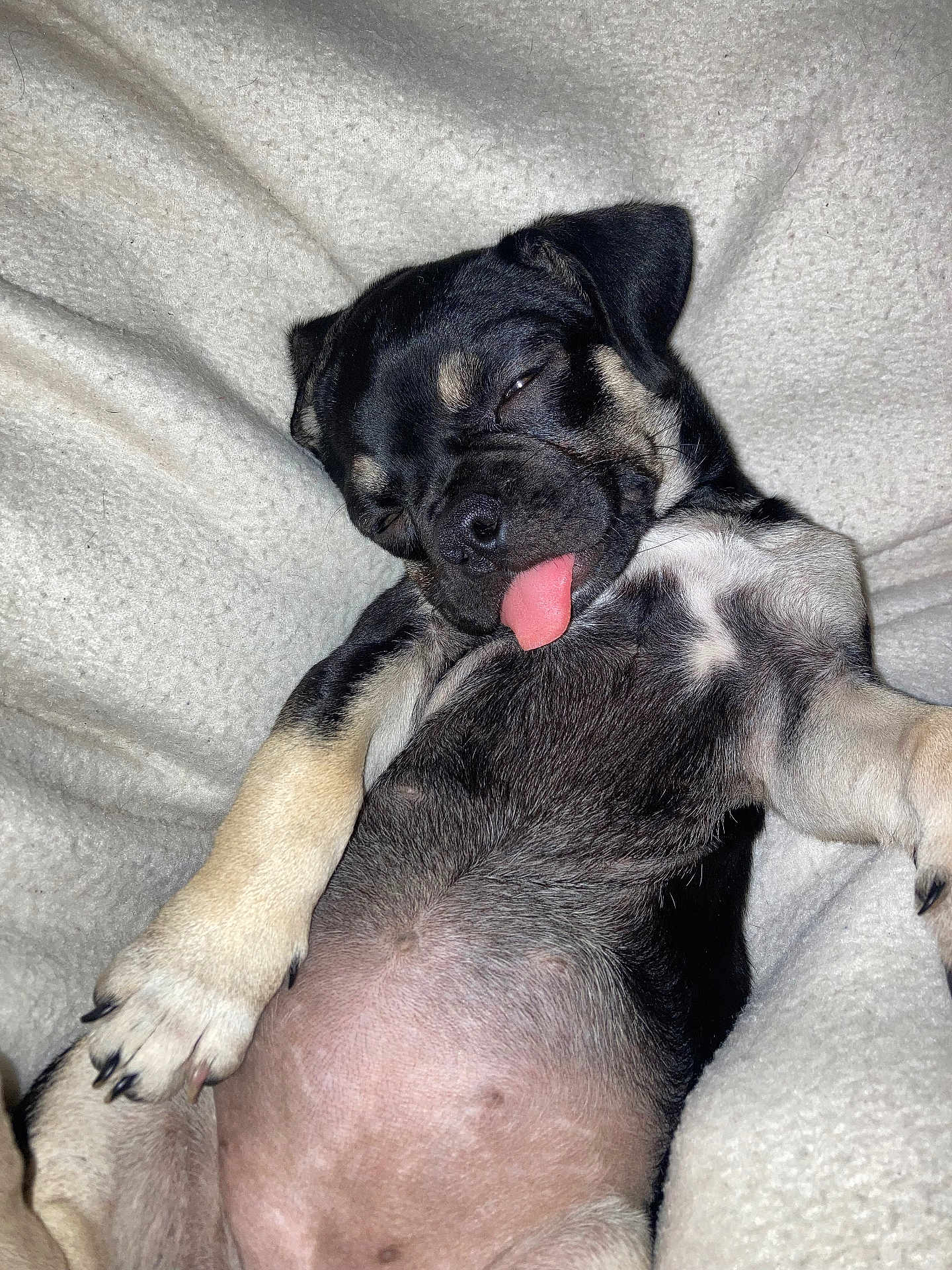 Mollyann joined the competition — help win amazing prizes! puppy, dog, sleeping, tongue_out, blanket, cozy, cute, pet, fur, paw, animal, relaxed, indoor, adorable, young, snout, black_and_tan, napping, resting, soft