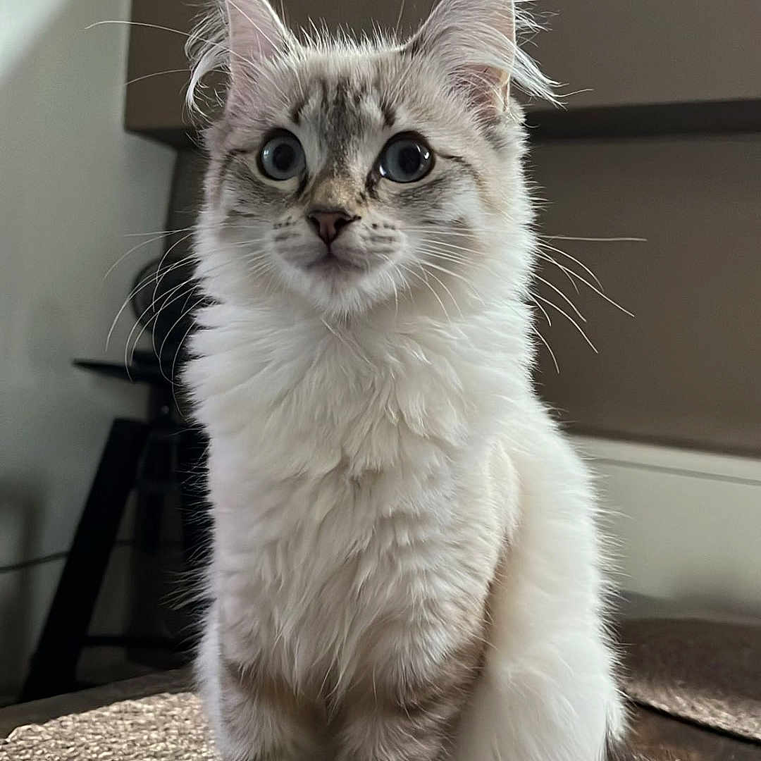Fuguette participe au concours pour gagner de l'argent avec cette photo : animal, cat, close_up, cozy, curious, cute, domestic, feline, fluffy, fur, furniture, indoor, mat, pet, portrait, sitting, soft_light, tail, whiskers, wide_eyes