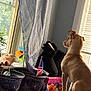 dog, bed, window, curtains, potted_plant, boots, flag, indoor, sunlight, blinds, decor, flower_pattern, animal, sitting, looking_out, furniture, plant_pot, pet, canine, room