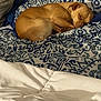 Whittle Shit is registered to the contest to win money with this photo: dog, sleeping, blanket, bed, patterned, blue, white, cozy, resting, fur, pet, indoors, cute, curled_up, comfort, warm, relaxed, animal, snuggled, sleepy