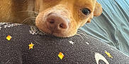 Whittle Shit joined the competition — help win amazing prizes! dog, close_up, resting, tan_dog, bed, fabric, stars_pattern, moon_pattern, indoor, cozy, cute, animal, pet, whiskers, snout, ears, lying_down, soft_light, relaxed, home