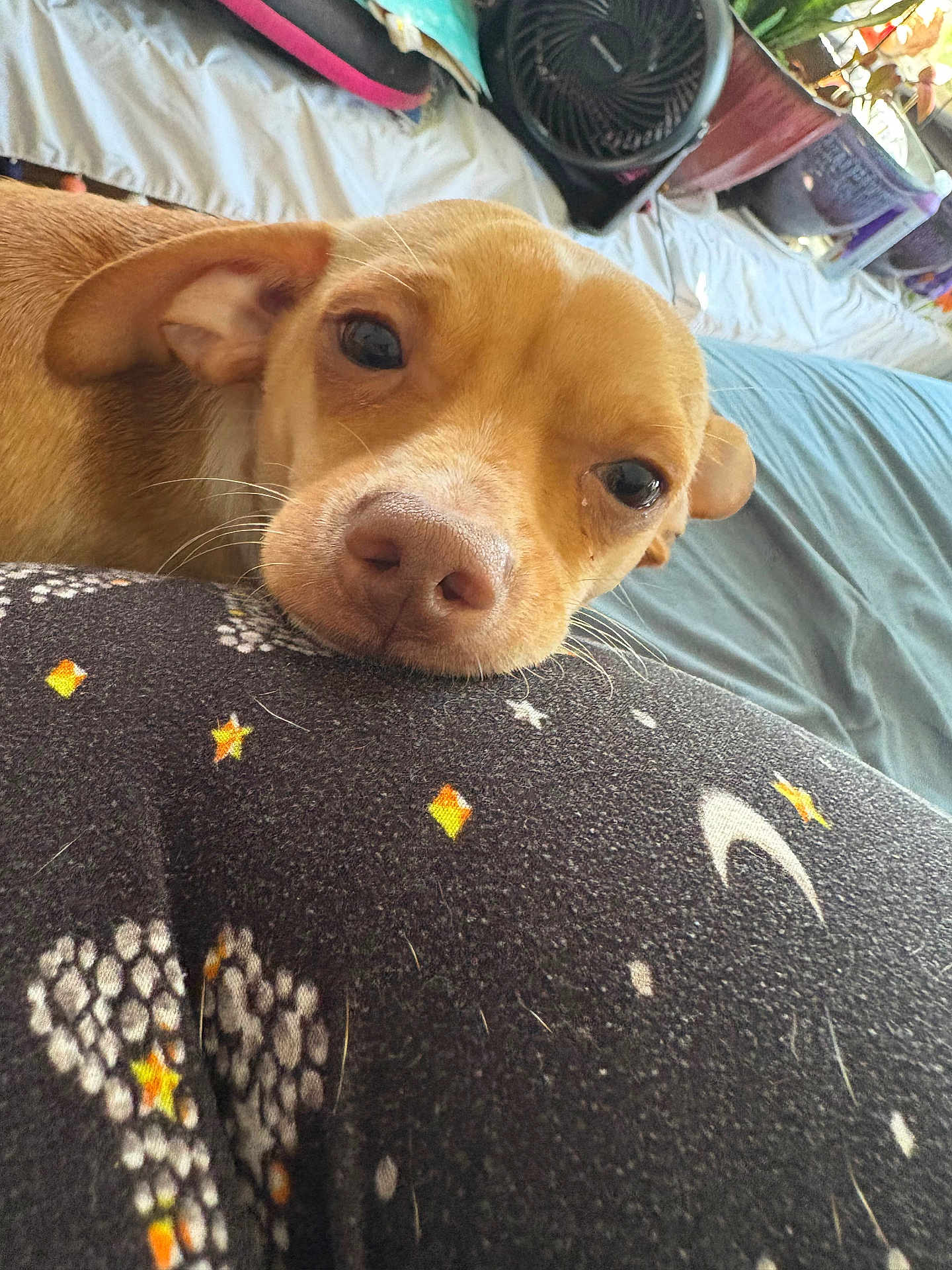 Whittle Shit joined the competition — help win amazing prizes! dog, close_up, resting, tan_dog, bed, fabric, stars_pattern, moon_pattern, indoor, cozy, cute, animal, pet, whiskers, snout, ears, lying_down, soft_light, relaxed, home