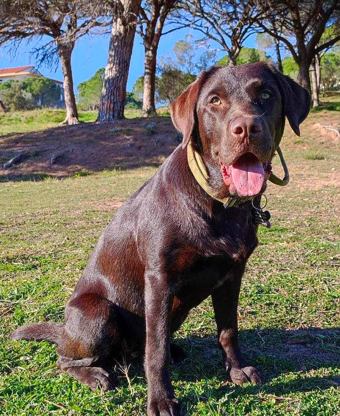 Tya a rejoint le concours — aidez-le/la à gagner de superbes lots ! borador, canidae, carnivore, collar, companion_dog, dog, dog_breed, dog_collar, fawn, grass, gun_dog, hunting_dog, liver, plant, sky, snout, sporting_group, tree, whiskers, working_animal