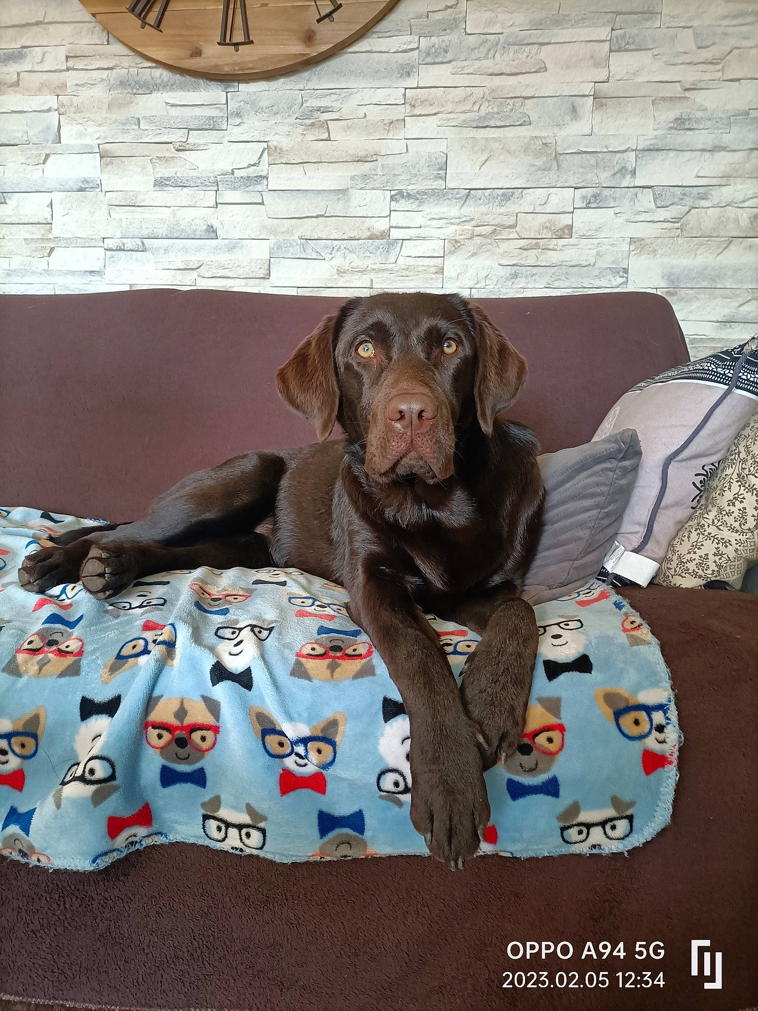 Tya a rejoint le concours — aidez-le/la à gagner de superbes lots ! brown, carnivore, clock, collar, comfort, companion_dog, dog, dog_breed, dog_collar, dog_supply, fawn, flooring, grey, linens, liver, pattern, pet_supply, snout, sporting_group, working_animal