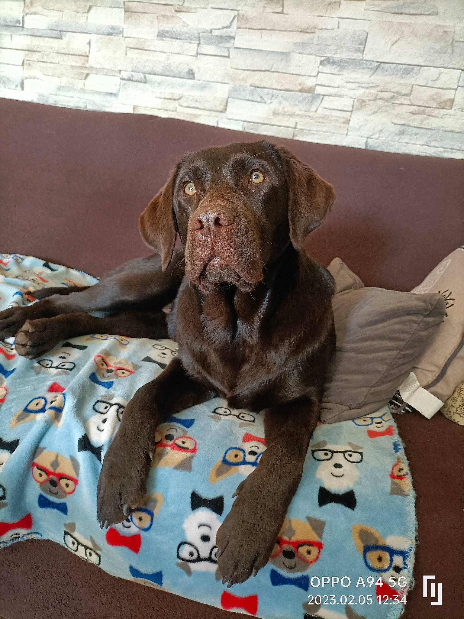 Tya participe au concours pour gagner de l'argent avec cette photo : brown, canidae, carnivore, collar, comfort, companion_dog, dog, dog_breed, dog_collar, dog_supply, fawn, grey, gun_dog, liver, pattern, pet_supply, snout, sporting_group, terrestrial_animal, working_animal