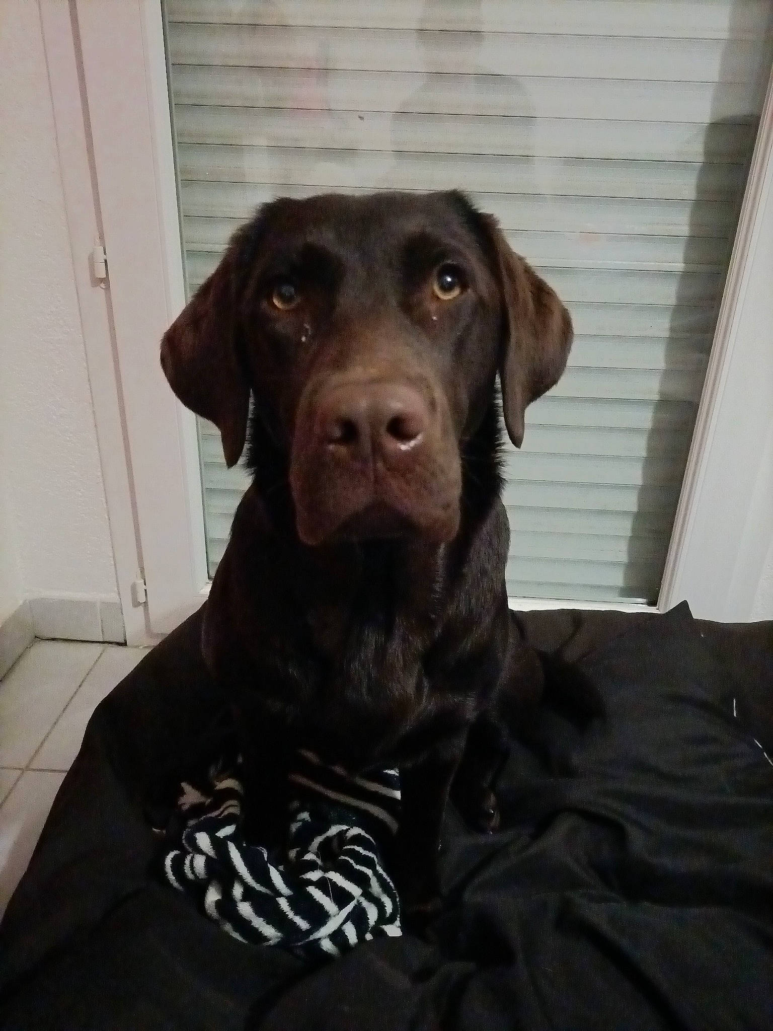 Tya participe au concours pour gagner de l'argent avec cette photo : borador, canidae, carnivore, collar, companion_dog, dog, dog_breed, dog_collar, door, fur, guard_dog, gun_dog, hat, hunting_dog, liver, retriever, snout, sporting_group, whiskers, working_animal