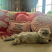 Fiona Elliott joined the competition — help win amazing prizes! blanket, cat, cozy, cushion, embroidered_pillow, fluffy, furniture, gray_cat, heart_shaped_pillow, home_decor, indoor, living_room, nap, natural_light, pet, pillow, plant, relaxed, sofa, window