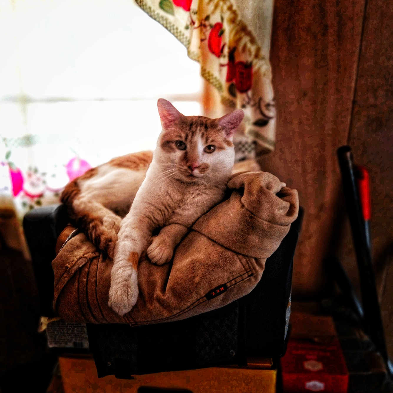 Clarance joined the competition — help win amazing prizes! abyssinian, animal, architecture, armchair, box, building, cat, chair, computer, couch, electronics, furniture, indoors, kitten, livingroom, manx, pen, pet, room, wood
