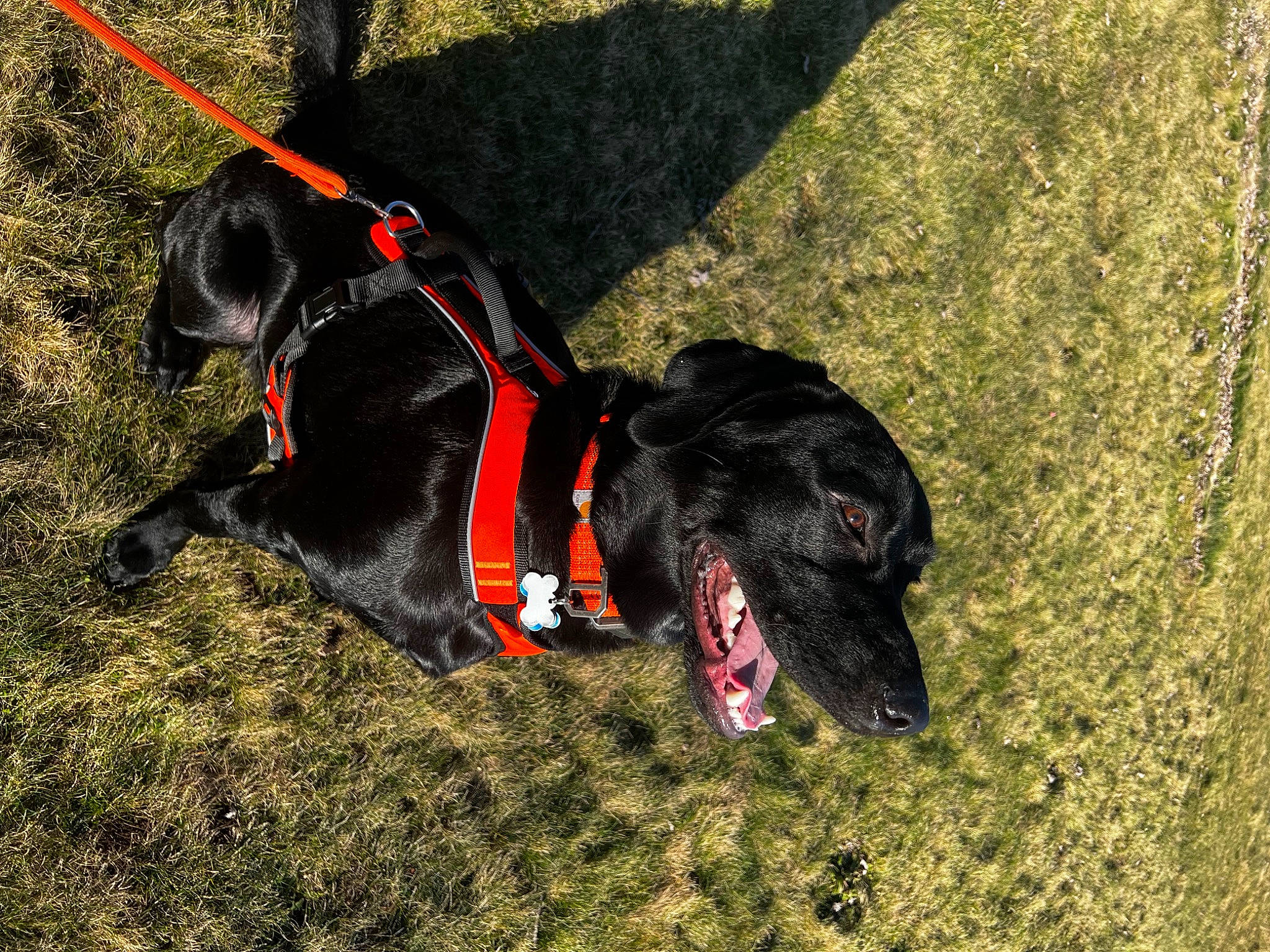 Moose is registered to the contest to win money with this photo: adventure, canidae, carnivore, collar, companion_dog, dog, dog_breed, dog_clothes, dog_collar, dog_supply, fashion_accessory, grass, guard_dog, leash, pet_supply, snout, sporting_group, tail, water_dog, working_animal