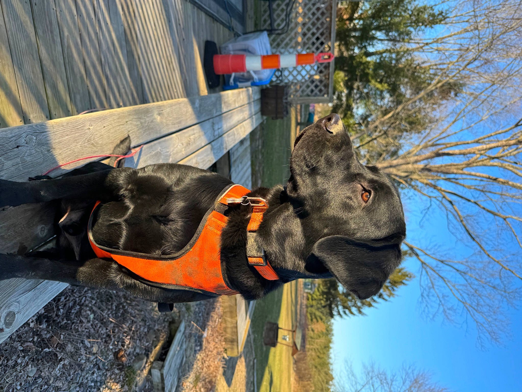 Moose is registered to the contest to win money with this photo: canidae, carnivore, collar, dog_breed, emergency_service, fur, personal_protective_equipment, plant, rescue, safety_glove, sky, snout, sporting_group, tree, trunk, twig, winter, working_animal