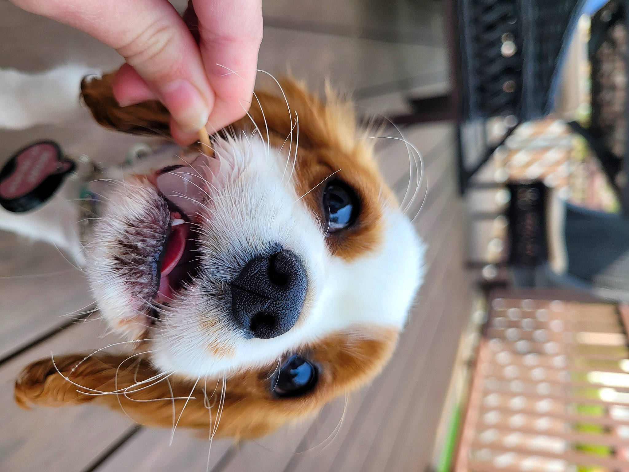 Peony is registered to the contest to win money with this photo: canidae, carnivore, companion_dog, dog_breed, eye, eyelash, fawn, felidae, football, fur, red_panda, small_to_medium_sized_cats, snout, sporting_group, stuffed_toy, tableware, toy, toy_dog, wheel, whiskers