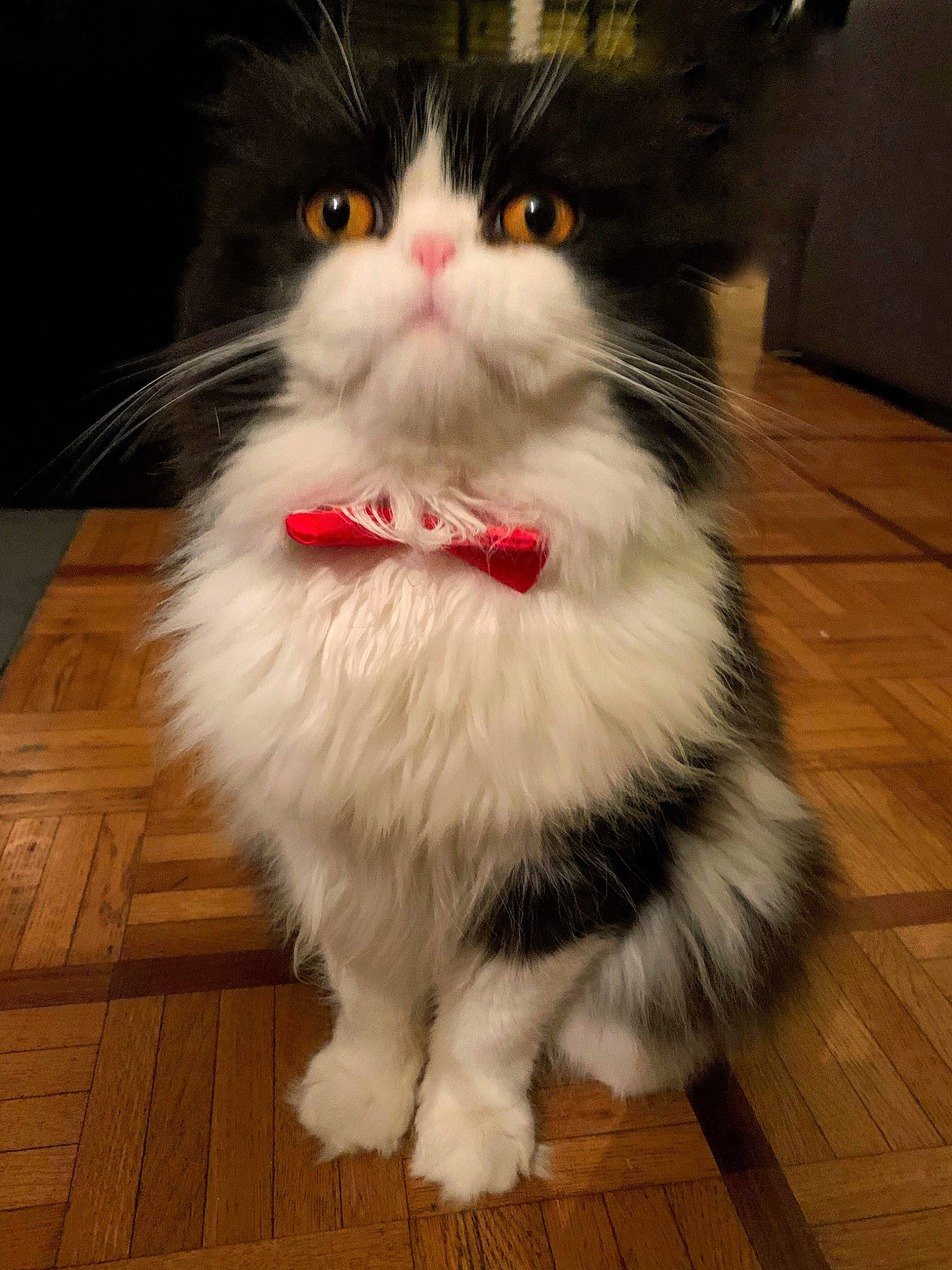 Arnold a rejoint le concours — aidez-le/la à gagner de superbes lots ! asian_semi_longhair, british_semi_longhair, carnivore, cat, cymric, domestic_long_haired_cat, eye, felidae, fur, kitten, mammal, napoleon_cat, norwegian_forest_cat, nose, paw, persian, ragamuffin, small_to_medium_sized_cats, snout, whiskers