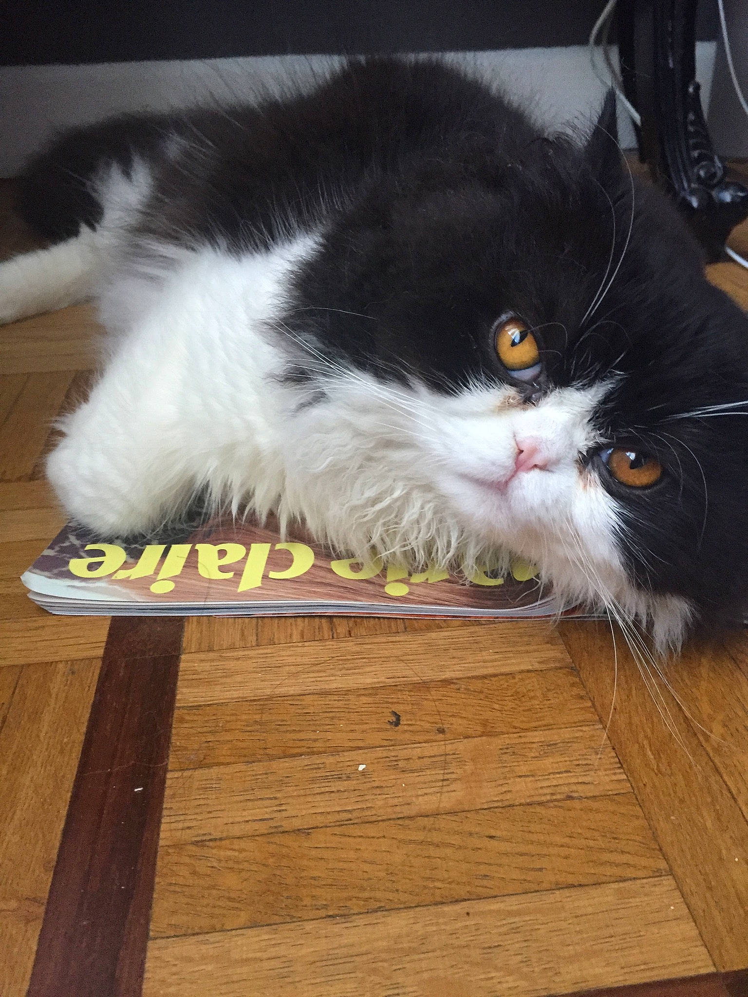 Arnold participe au concours pour gagner de l'argent avec cette photo : carnivore, cat, domestic_long_haired_cat, domestic_short_haired_cat, felidae, floor, fur, kitten, norwegian_forest_cat, persian, small_to_medium_sized_cats, whiskers