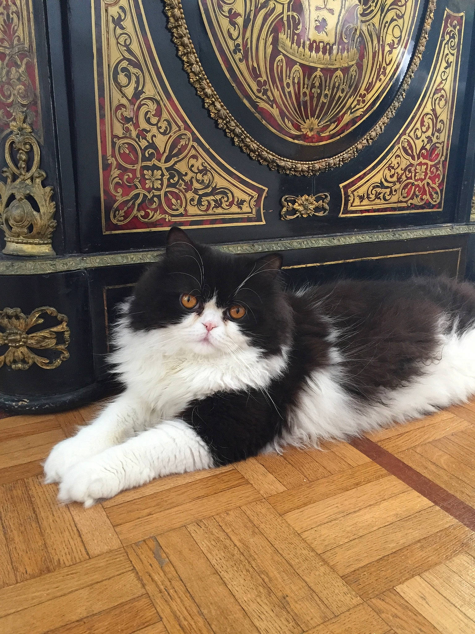 Arnold participe au concours pour gagner de l'argent avec cette photo : carnivore, cat, cymric, domestic_long_haired_cat, felidae, floor, flooring, fur, hardwood, kitten, laminate_flooring, maine_coon, norwegian_forest_cat, persian, polydactyl_cat, room, small_to_medium_sized_cats, tail, whiskers, wood_flooring