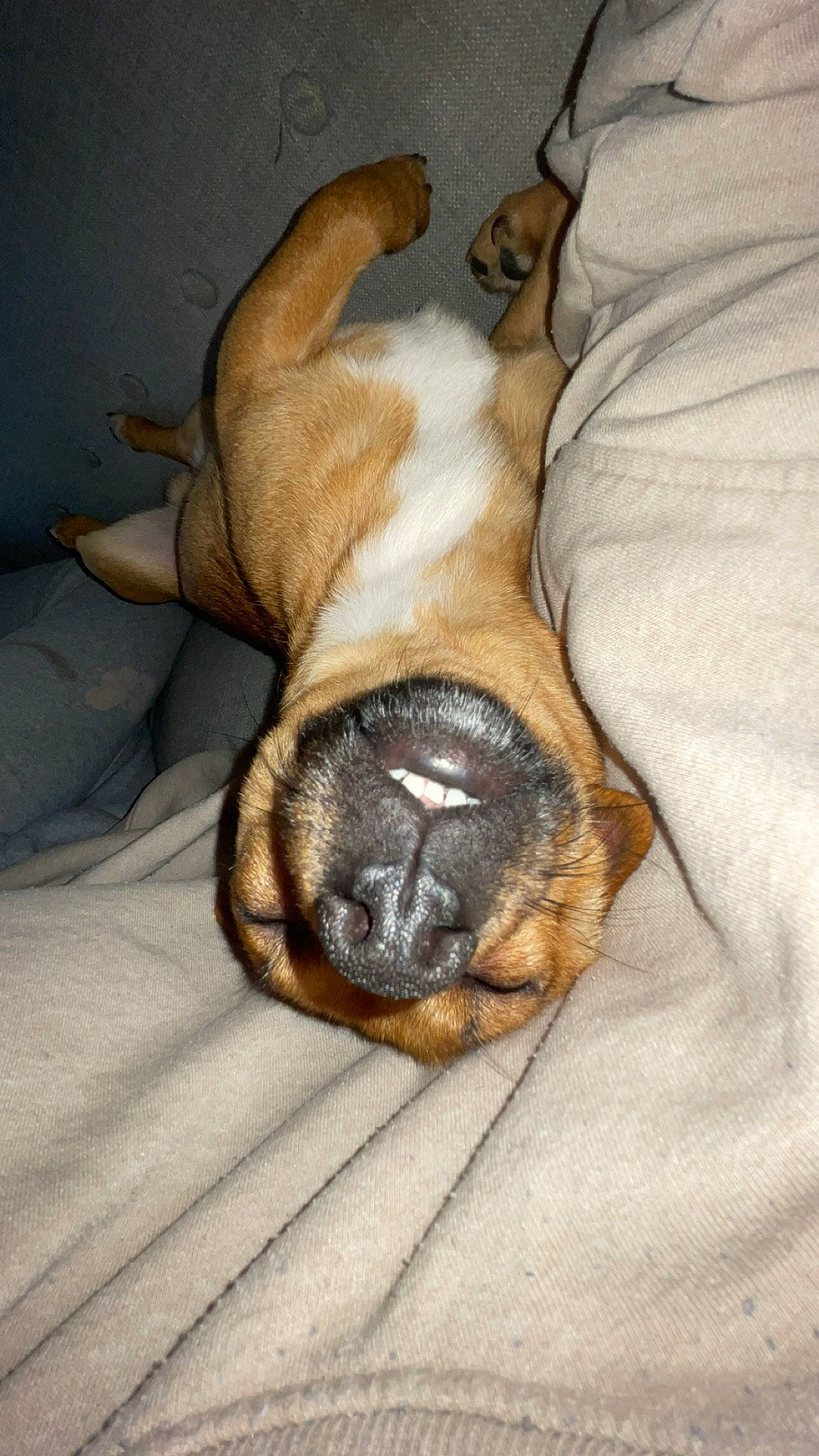 Noopy a rejoint le concours — aidez-le/la à gagner de superbes lots ! bored, brown, canidae, carnivore, comfort, companion_dog, dog, dog_breed, fawn, fur, linens, liver, nap, paw, snout, sporting_group, terrestrial_animal, toy_dog, whiskers, wrinkle