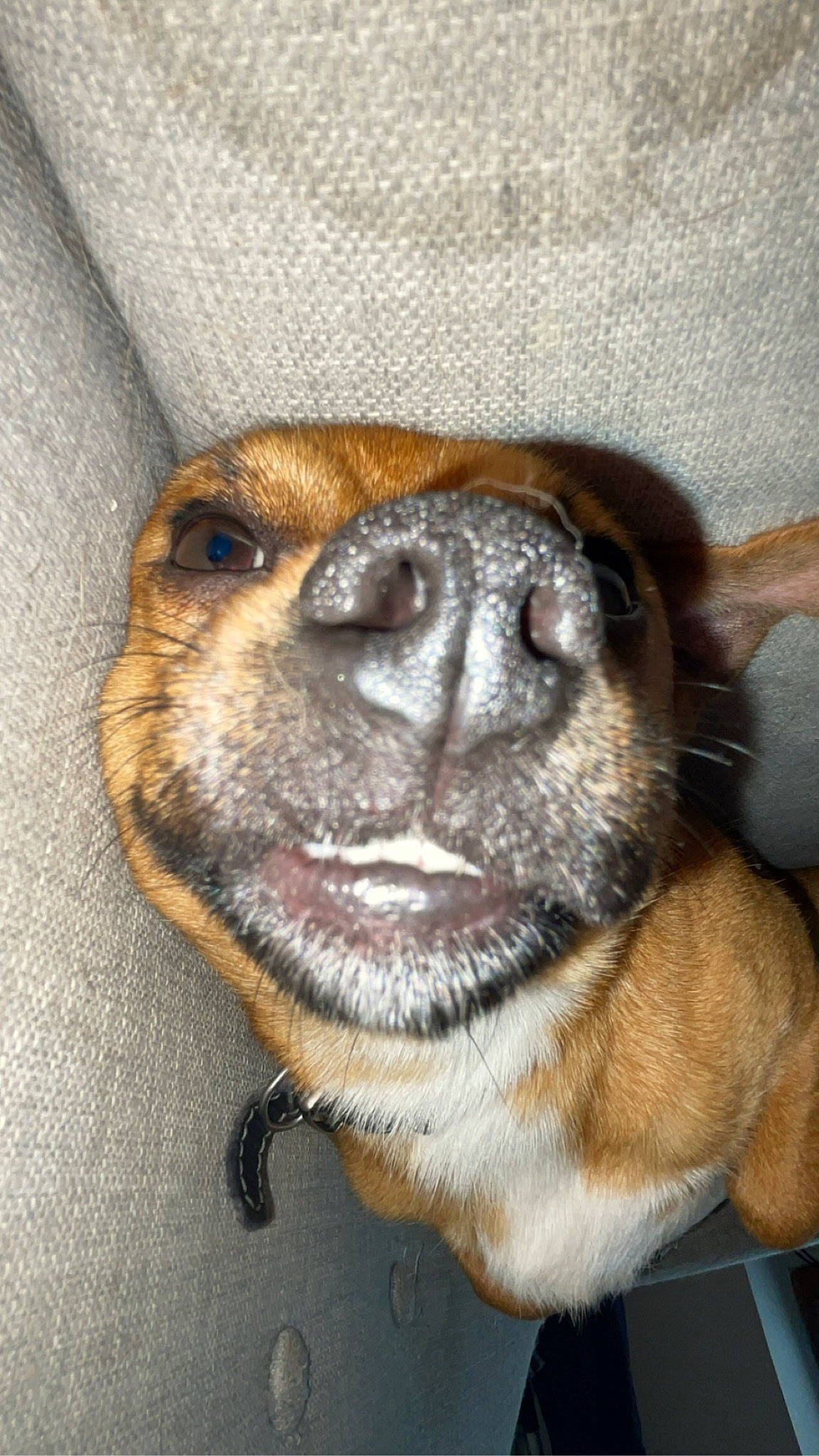 Noopy participe au concours pour gagner de l'argent avec cette photo : canidae, carnivore, claw, collar, companion_dog, dog, dog_breed, ear, fawn, fur, guard_dog, jaw, liver, paw, snout, sporting_group, terrestrial_animal, whiskers, working_animal, working_dog