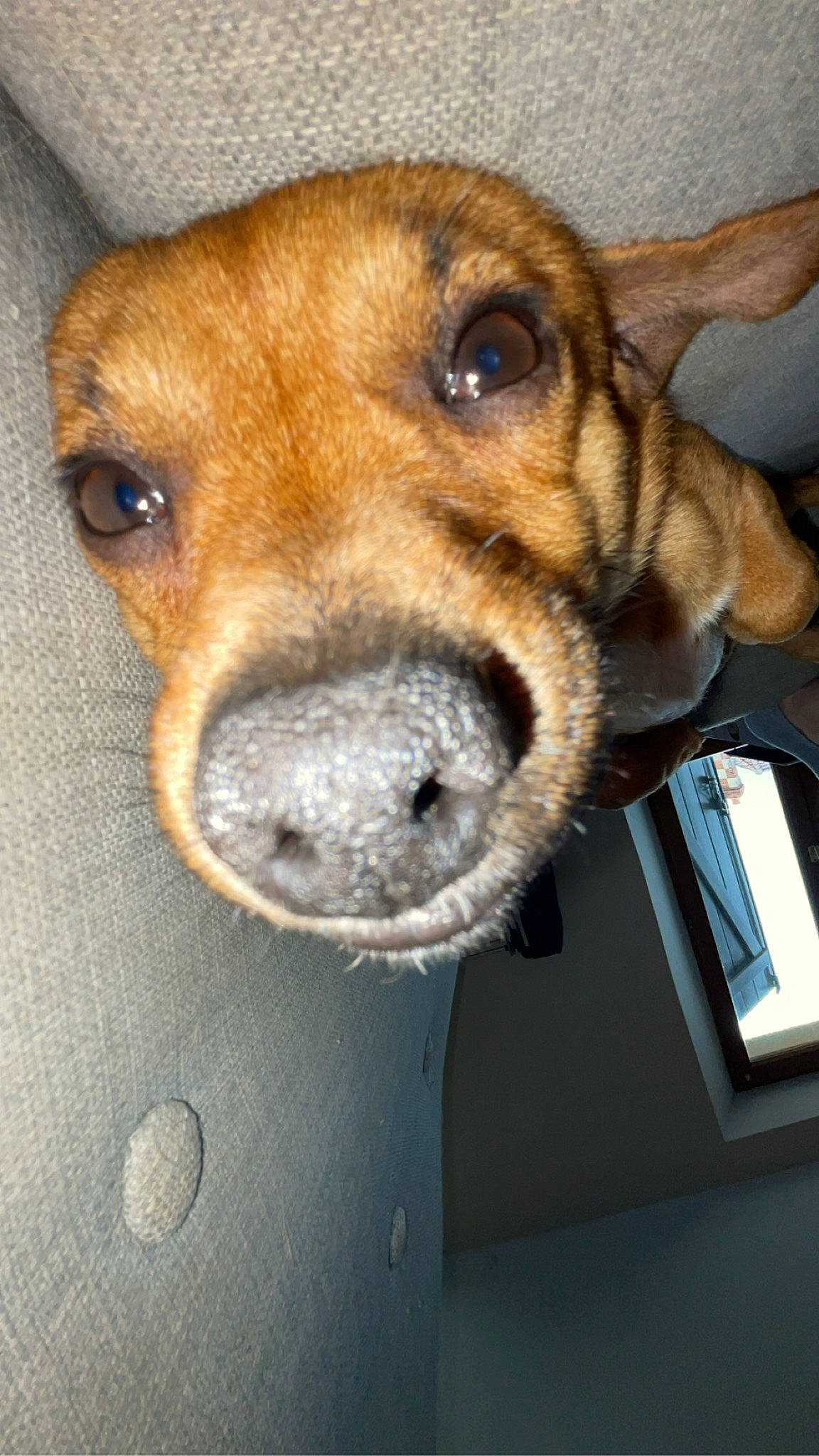 Noopy a rejoint le concours — aidez-le/la à gagner de superbes lots ! animal_shelter, canidae, carnivore, collar, communication_device, companion_dog, dog, dog_breed, fawn, fur, mobile_phone, paw, pet_supply, portable_communications_device, snout, sporting_group, street_dog, whiskers, working_animal, working_dog