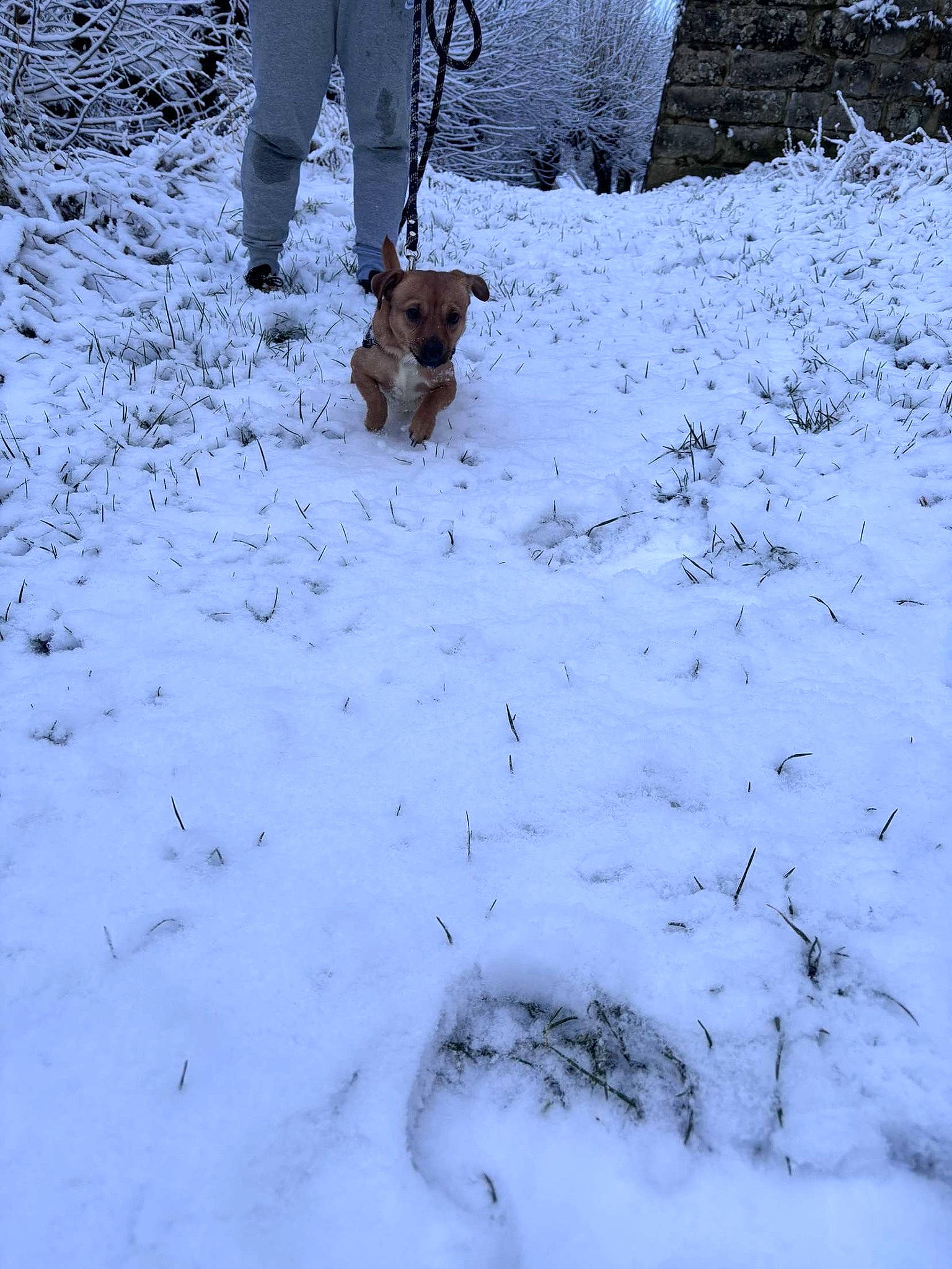 Noopy a rejoint le concours — aidez-le/la à gagner de superbes lots ! carnivore, dog, dog_breed, dog_walking, event, fawn, freezing, fur, photograph, plant, playing_in_the_snow, precipitation, recreation, slope, snow, tail, tree, twig, walking, winter