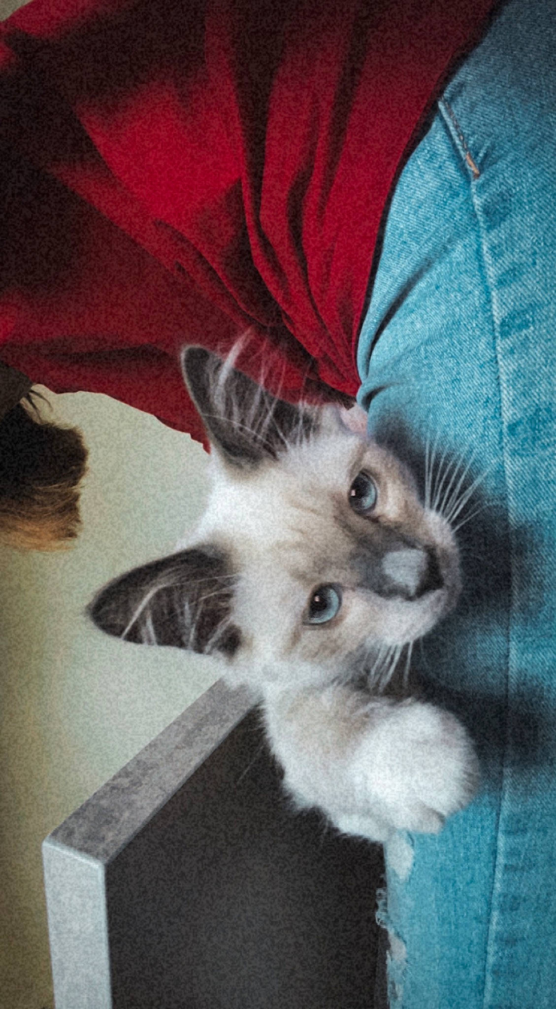 Despe participe au concours pour gagner de l'argent avec cette photo : balinese, carnivore, cat, claw, comfort, domestic_short_haired_cat, ear, eye, eyelash, fawn, felidae, fur, musical_instrument, paw, photo_caption, sleeve, small_to_medium_sized_cats, snout, tail, whiskers