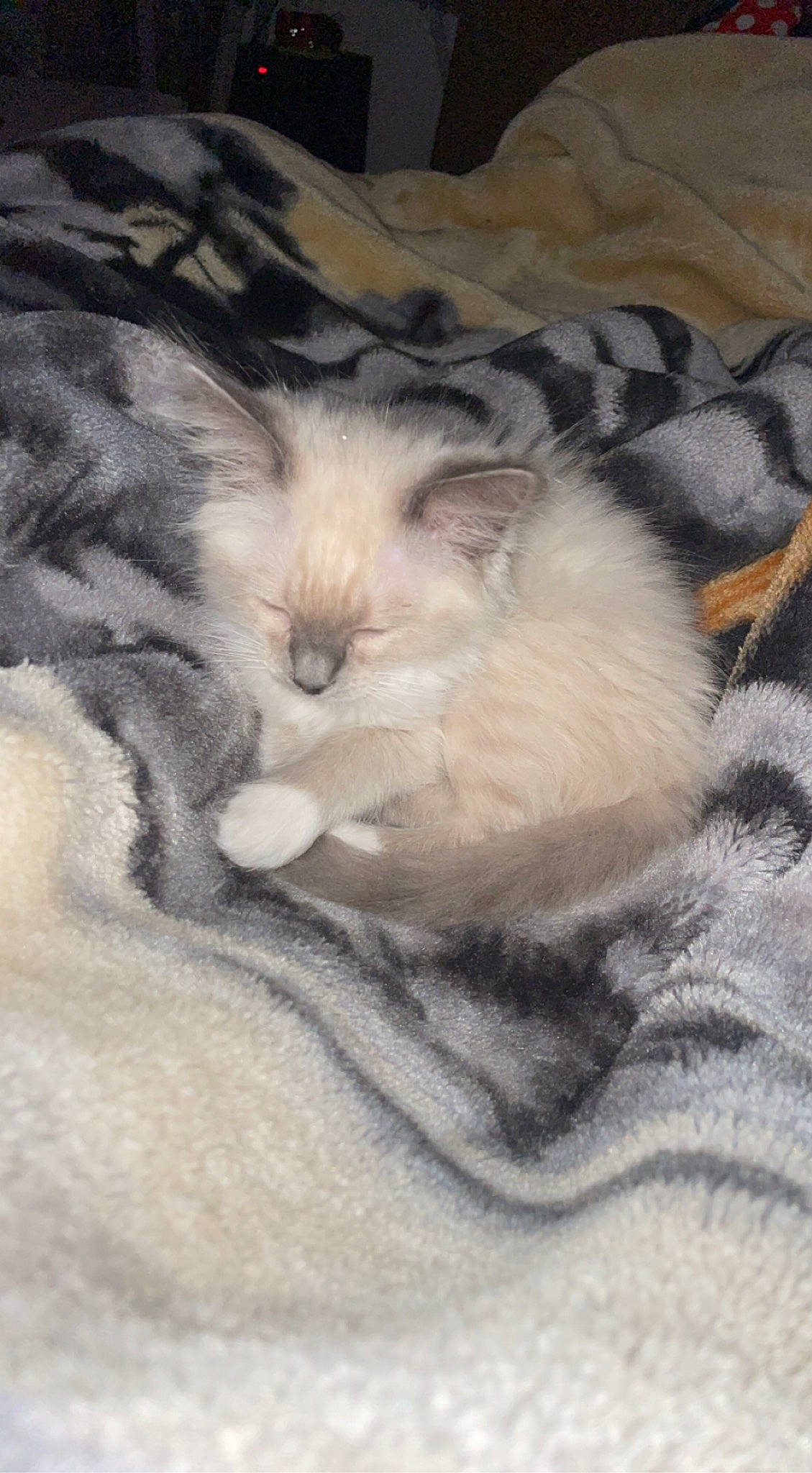 Despe participe au concours pour gagner de l'argent avec cette photo : carnivore, cat, cat_bed, claw, comfort, domestic_short_haired_cat, fawn, felidae, fur, grey, linens, nap, paw, sleep, small_to_medium_sized_cats, snout, tail, whiskers