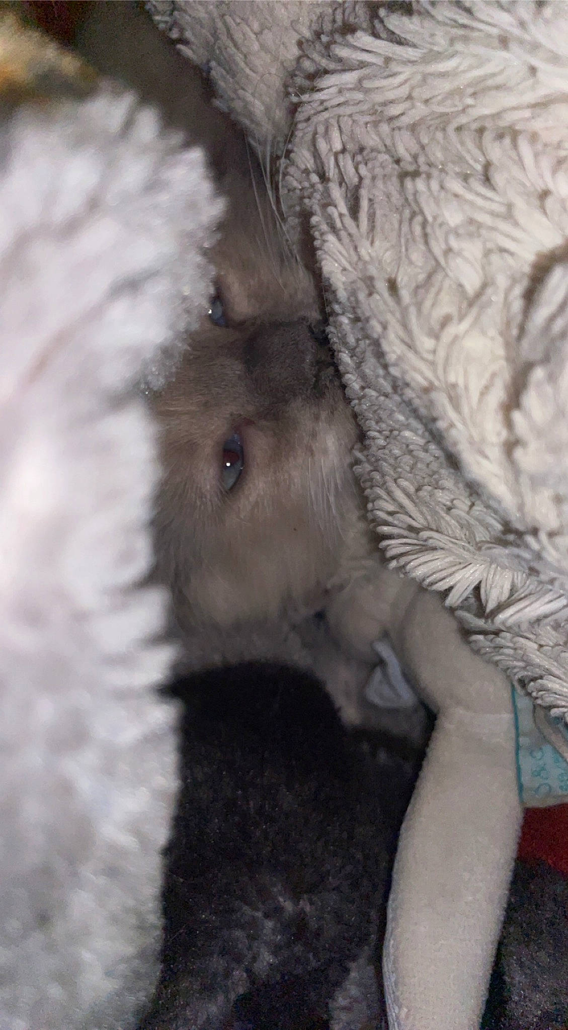 Despe participe au concours pour gagner de l'argent avec cette photo : canidae, claw, companion_dog, dog_breed, fawn, felidae, fur, grey_squirrel, livestock, paw, rodent, snout, sporting_group, squirrel, tail, terrestrial_animal, trunk, whiskers, wildlife, working_animal