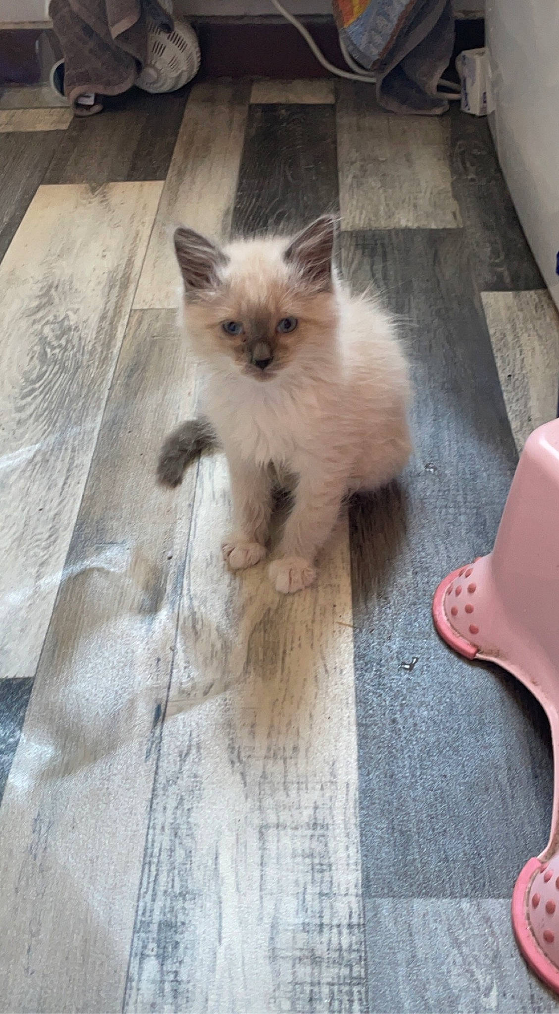 Despe a rejoint le concours — aidez-le/la à gagner de superbes lots ! balinese, birman, carnivore, cat, companion_dog, eye, fawn, felidae, flooring, fur, hardwood, ragdoll, siamese, small_to_medium_sized_cats, snout, tail, terrestrial_animal, thai, whiskers, wood