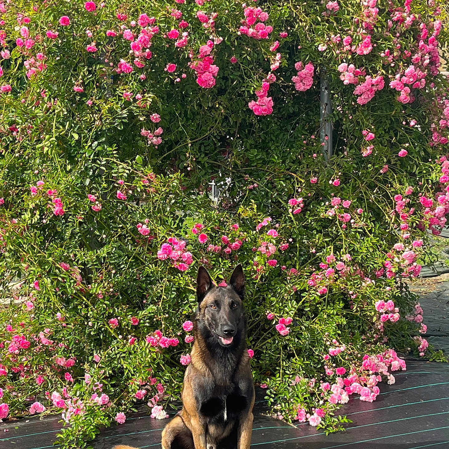 Venum participe au concours pour gagner de l'argent avec cette photo : dog, belgian_malinois, flower_bush, pink_flowers, greenery, outdoor, garden, pet, animal, nature, sitting, plant, fur, canine, sunlight, leaves, portrait, backdrop, daylight, calm
