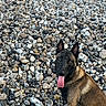 Venum participe au concours pour gagner de l'argent avec cette photo : dog, canine, pet, animal, tongue_out, pebbles, rocks, outdoor, nature, sitting, brown, black, fur, ears, eyes, playful, portrait, ground, closeup, daylight