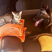 Venum participe au concours pour gagner de l'argent avec cette photo : animal, canine, cat, companion, cozy, curious, dog, feline, furniture, home, indoor, leather_couch, orange_blanket, panting_dog, pet, relaxed, resting, tabby_cat, wooden_floor, yellow_pillow