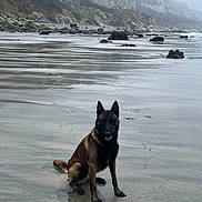 Venum a rejoint le concours — aidez-le/la à gagner de superbes lots ! dog, beach, sand, wet_sand, cliffs, rocks, overcast, mist, reflection, paw_prints, sitting, canine, nature, outdoor, coast, landscape, quiet, calm, animal, scenic