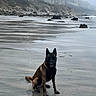 dog, beach, sand, wet_sand, cliffs, rocks, overcast, mist, reflection, paw_prints, sitting, canine, nature, outdoor, coast, landscape, quiet, calm, animal, scenic
