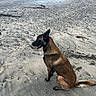 animal, beach, canine, daytime, dog, fur, muzzle, nature, outdoor, pet, quiet, relaxed, rocks, sand, shoreline, sitting, tail, tongue_out, water, wet